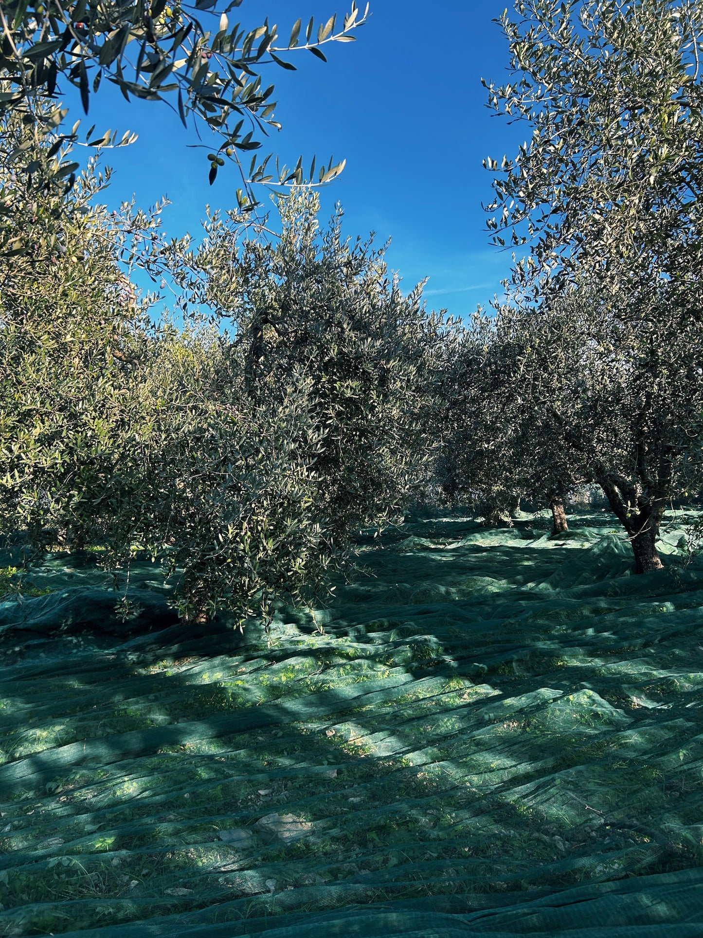 Chianti Classico DOP Extra-Virgin Olive Oil