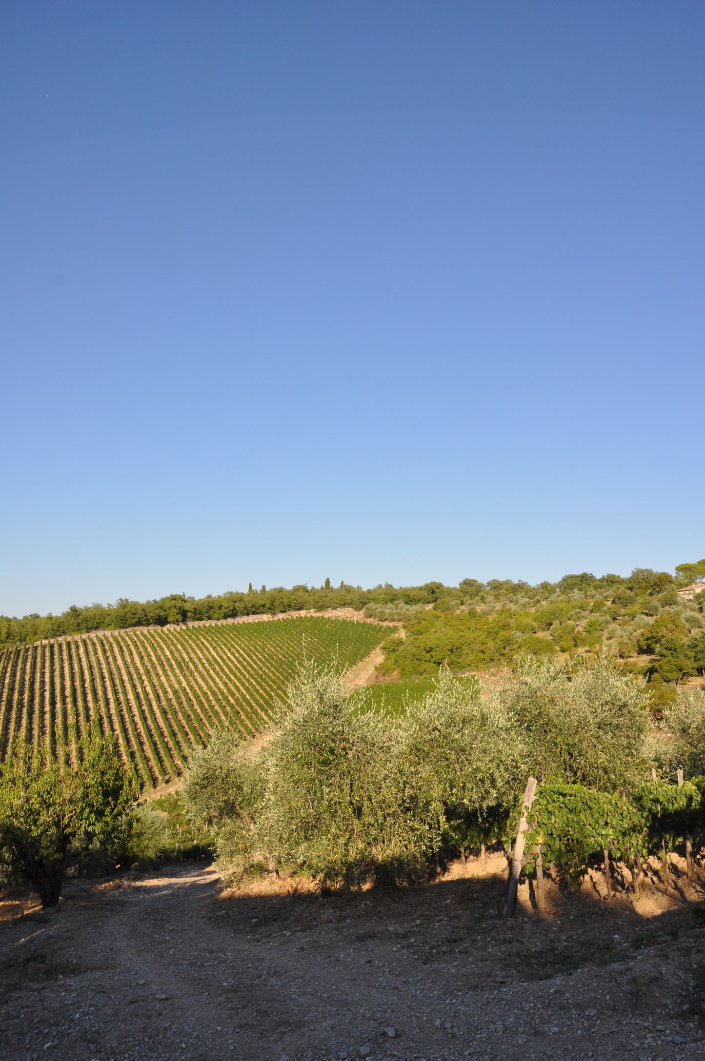 The Grape Harvest Experience