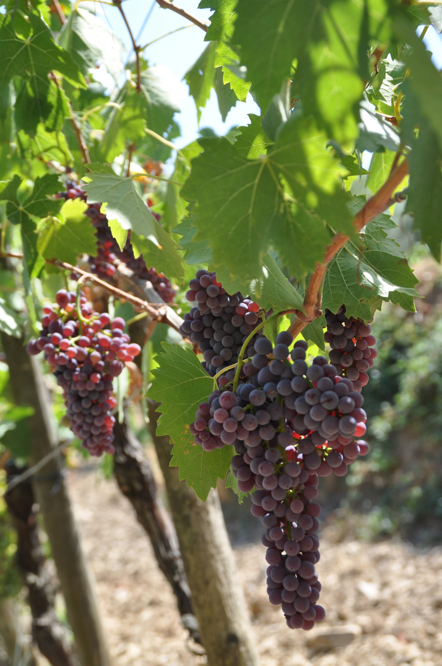 The Grape Harvest Experience