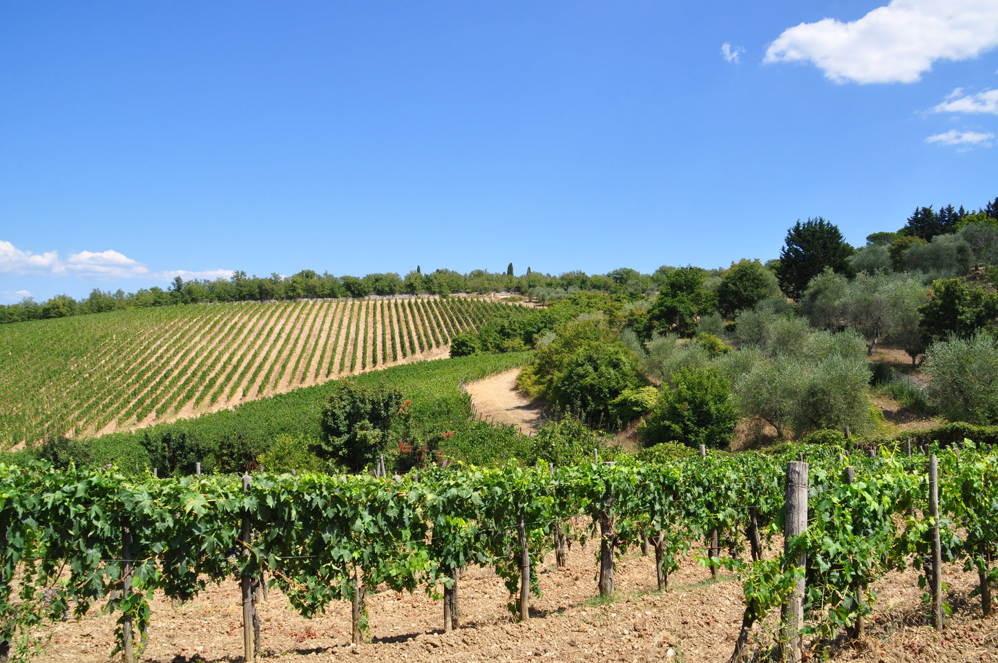 The Grape Harvest Experience