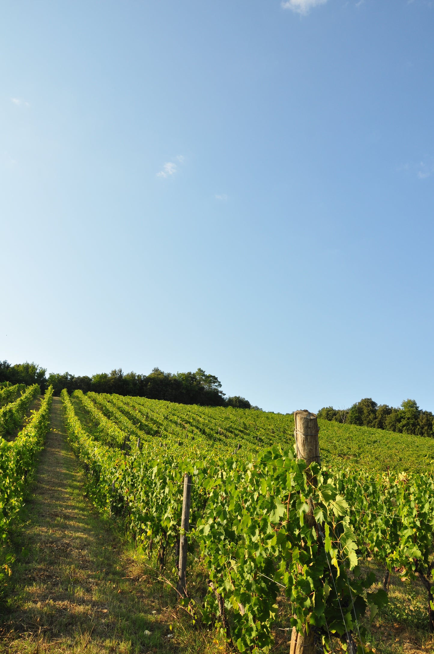 The Grape Harvest Experience