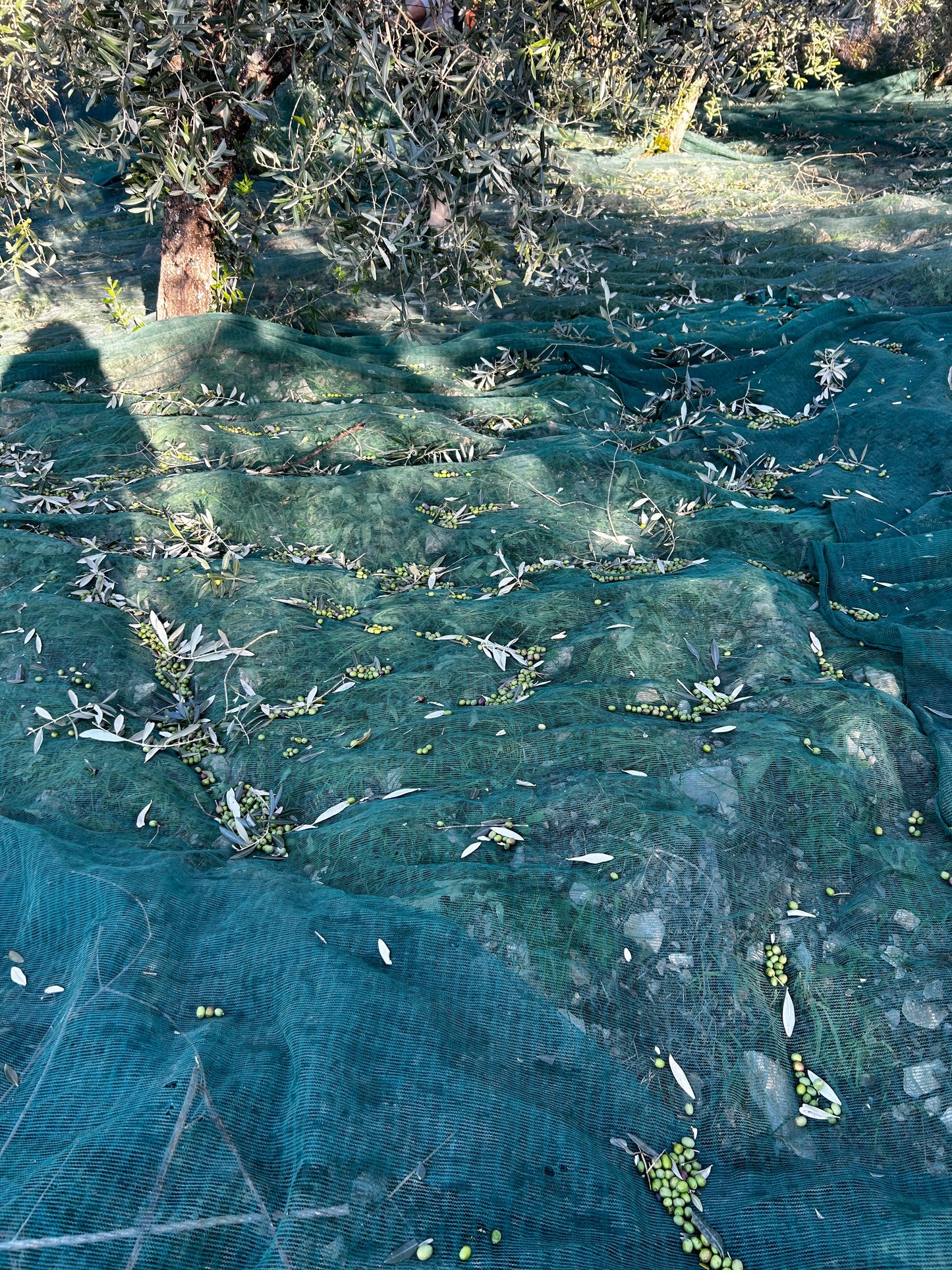 Extra Virgin Olive Oil - Stainless Steel Container