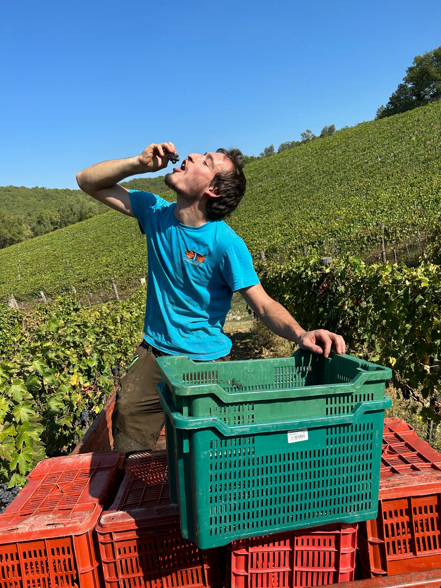 The Grape Harvest Experience