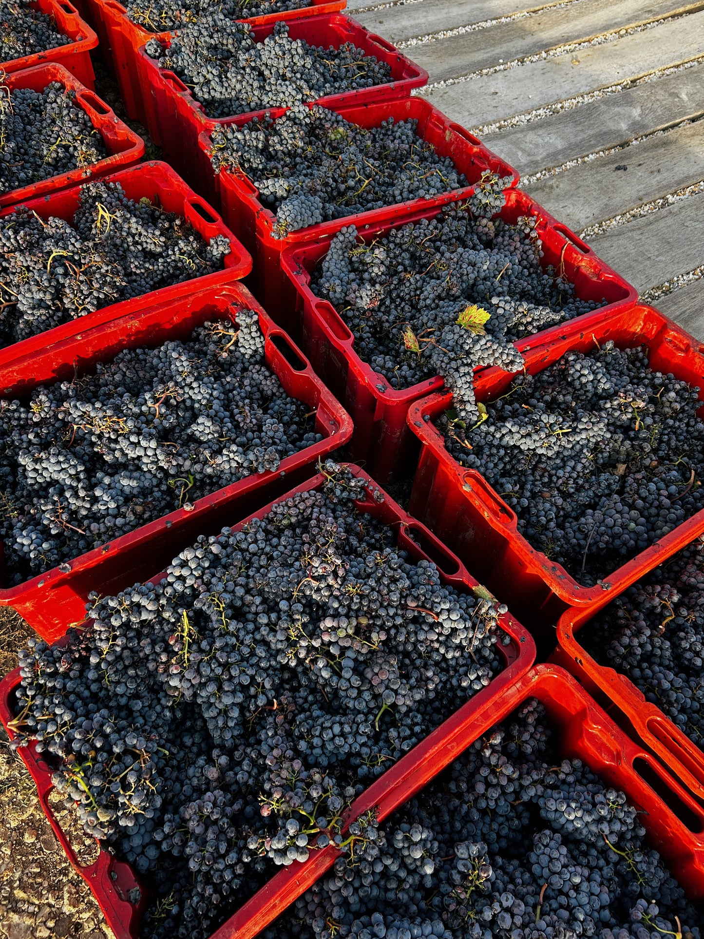 The Grape Harvest Experience