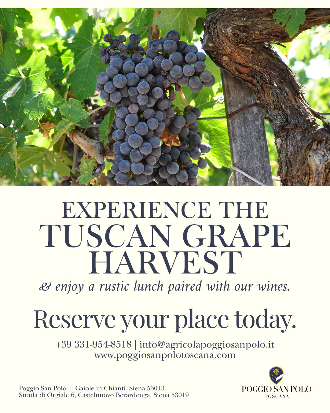 The Grape Harvest Experience