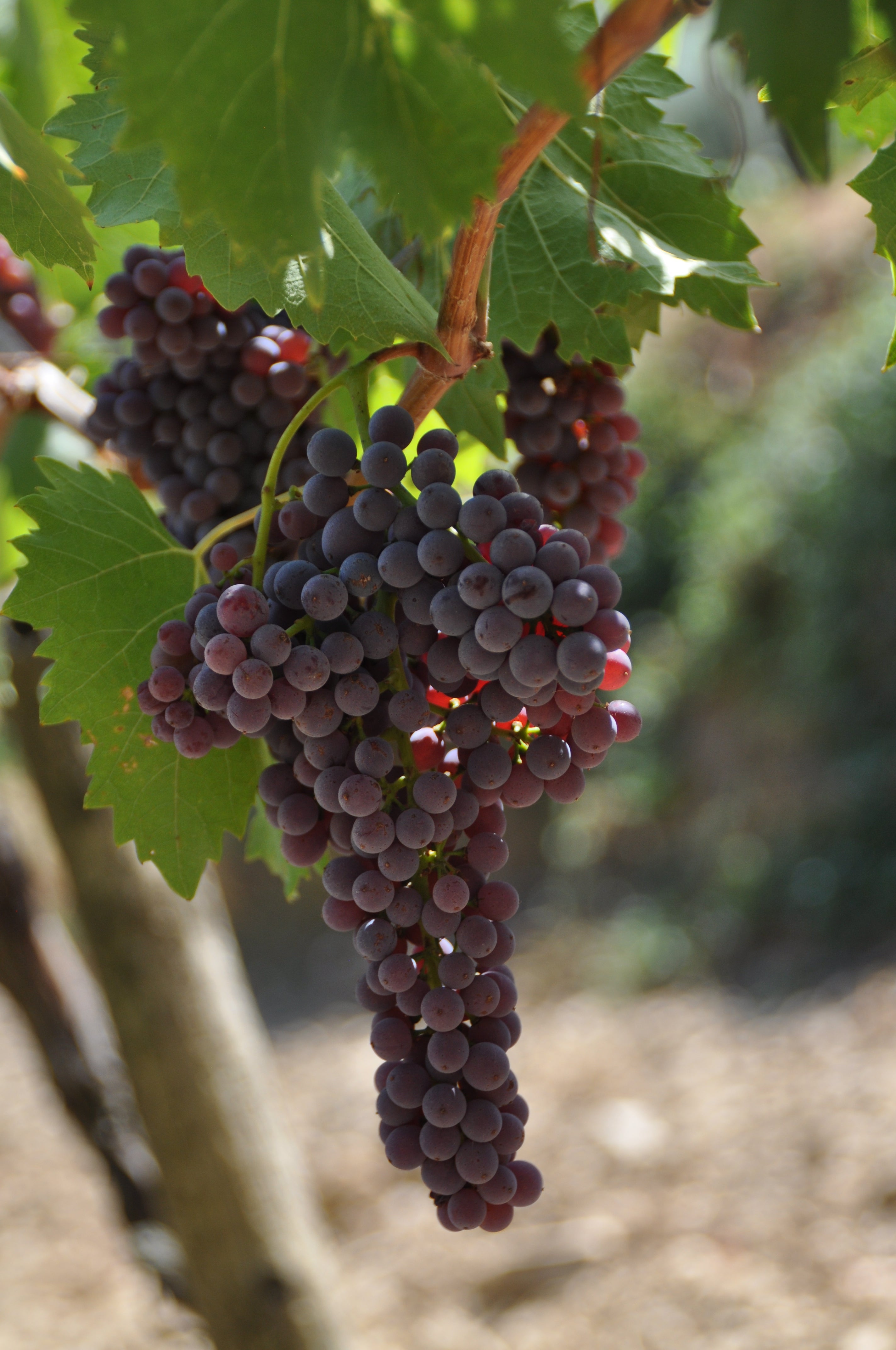 poggio san polo chianti classico winery experiences book now wine organic olive oil tuscany  wine tasting degustazione reservations book toscana 