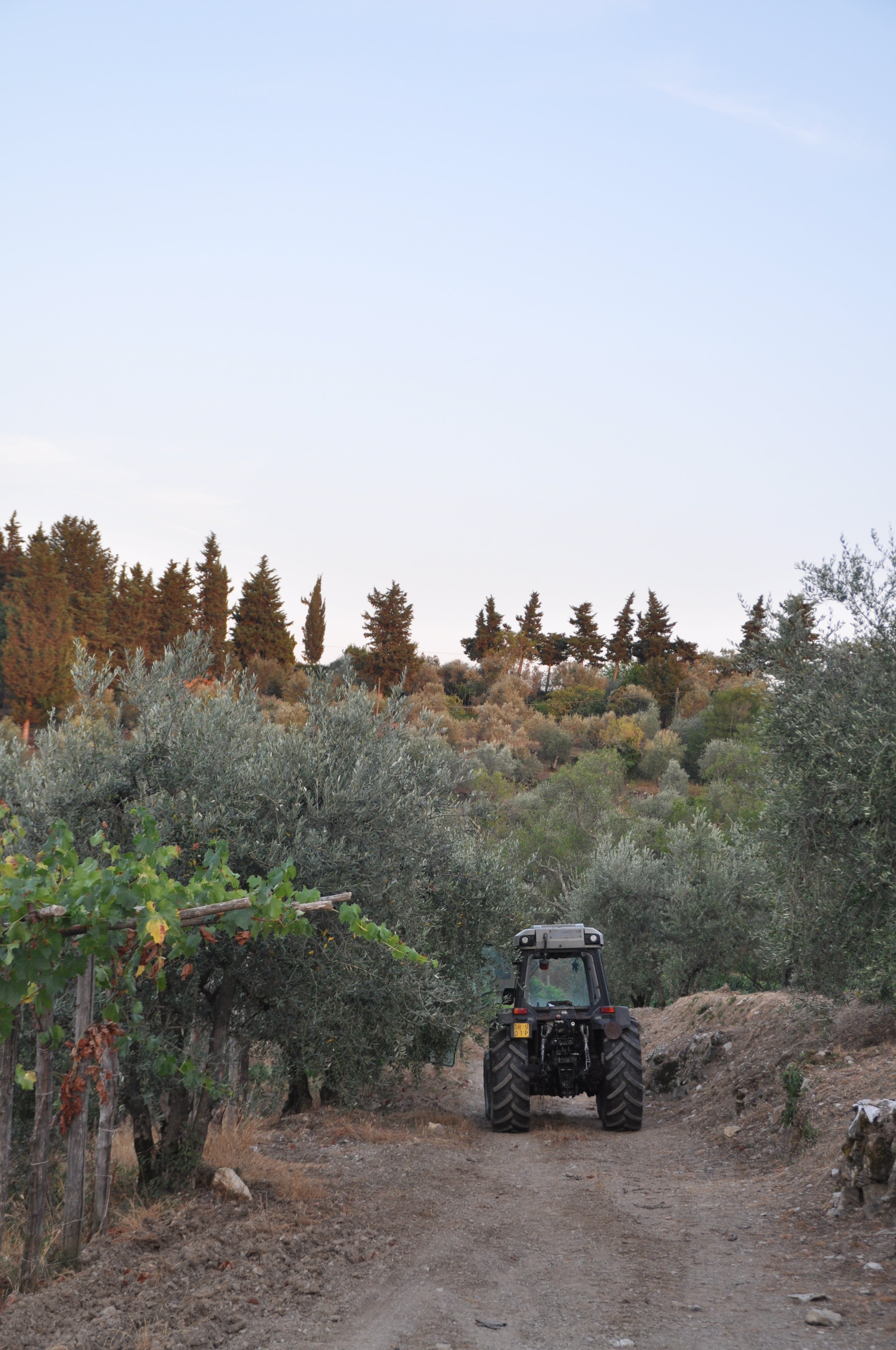 poggio san polo chianti classico winery experiences book now wine organic olive oil tuscany  wine tasting degustazione reservations book toscana farm