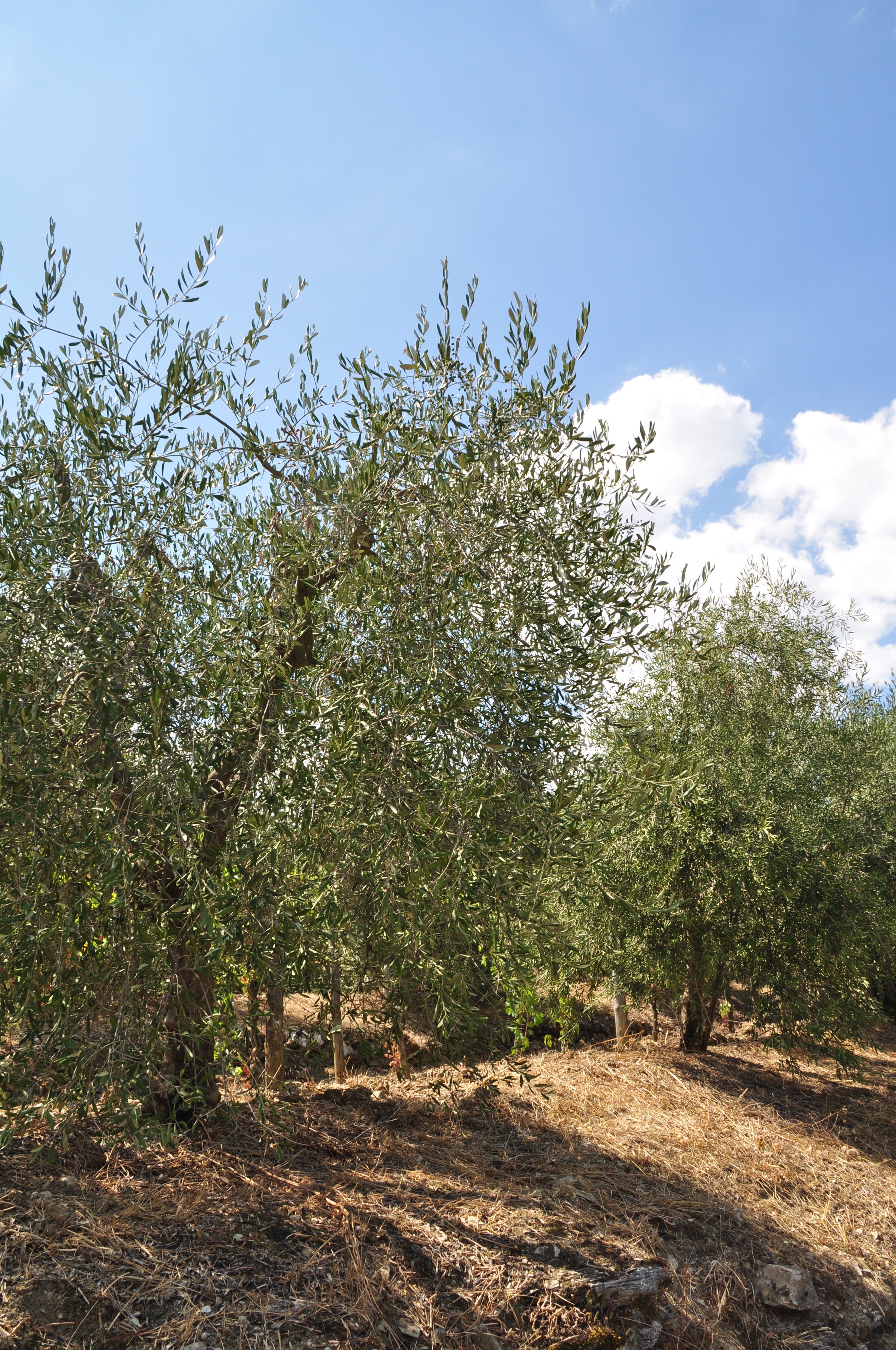 poggio san polo winery chianti classico best  book wineries winery near me olive oil fine wine shop tasting degustazione
