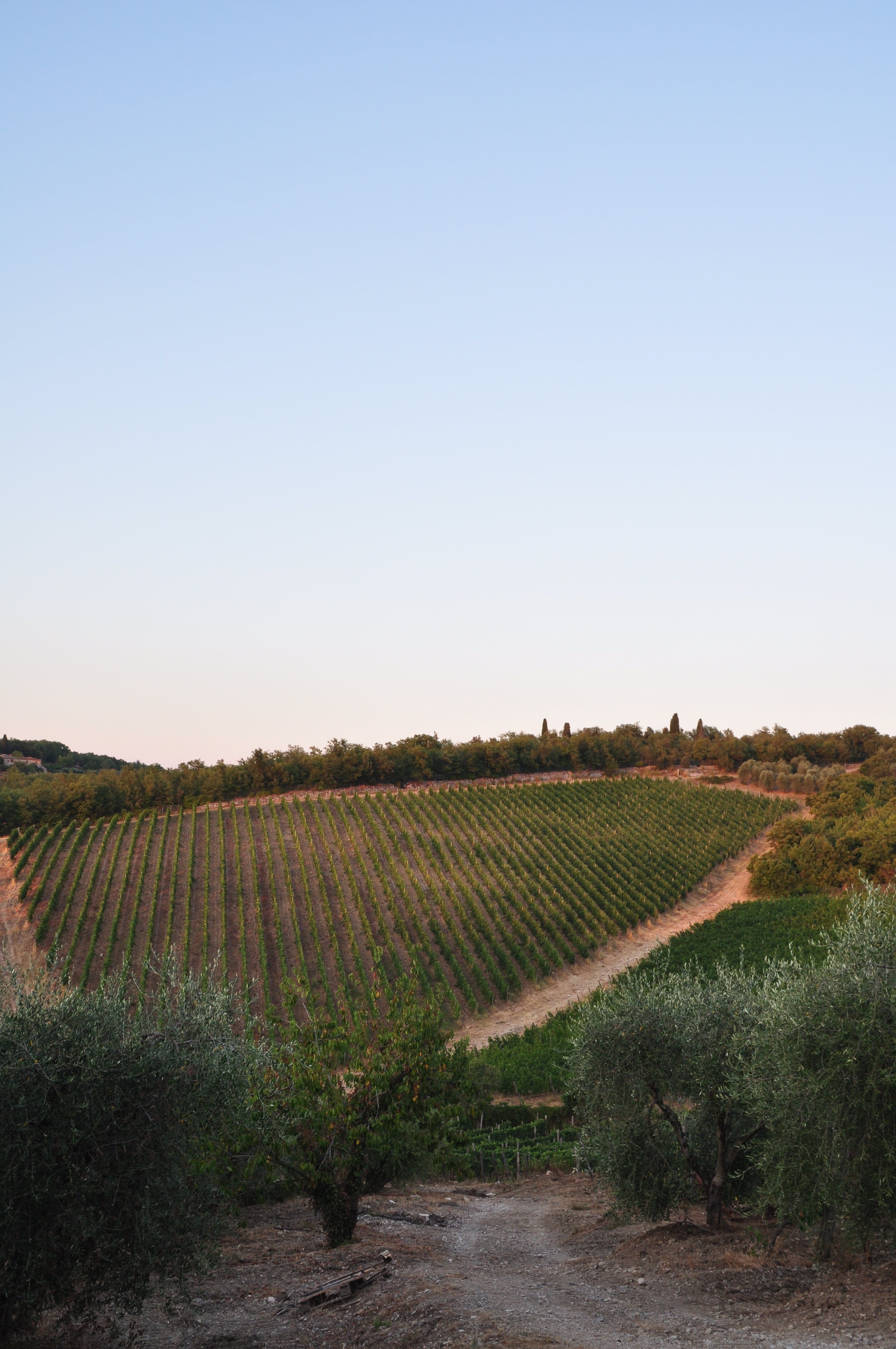poggio san polo winery chianti classico best  book wineries winery near me olive oil fine wine shop tasting degustazione tuscany 