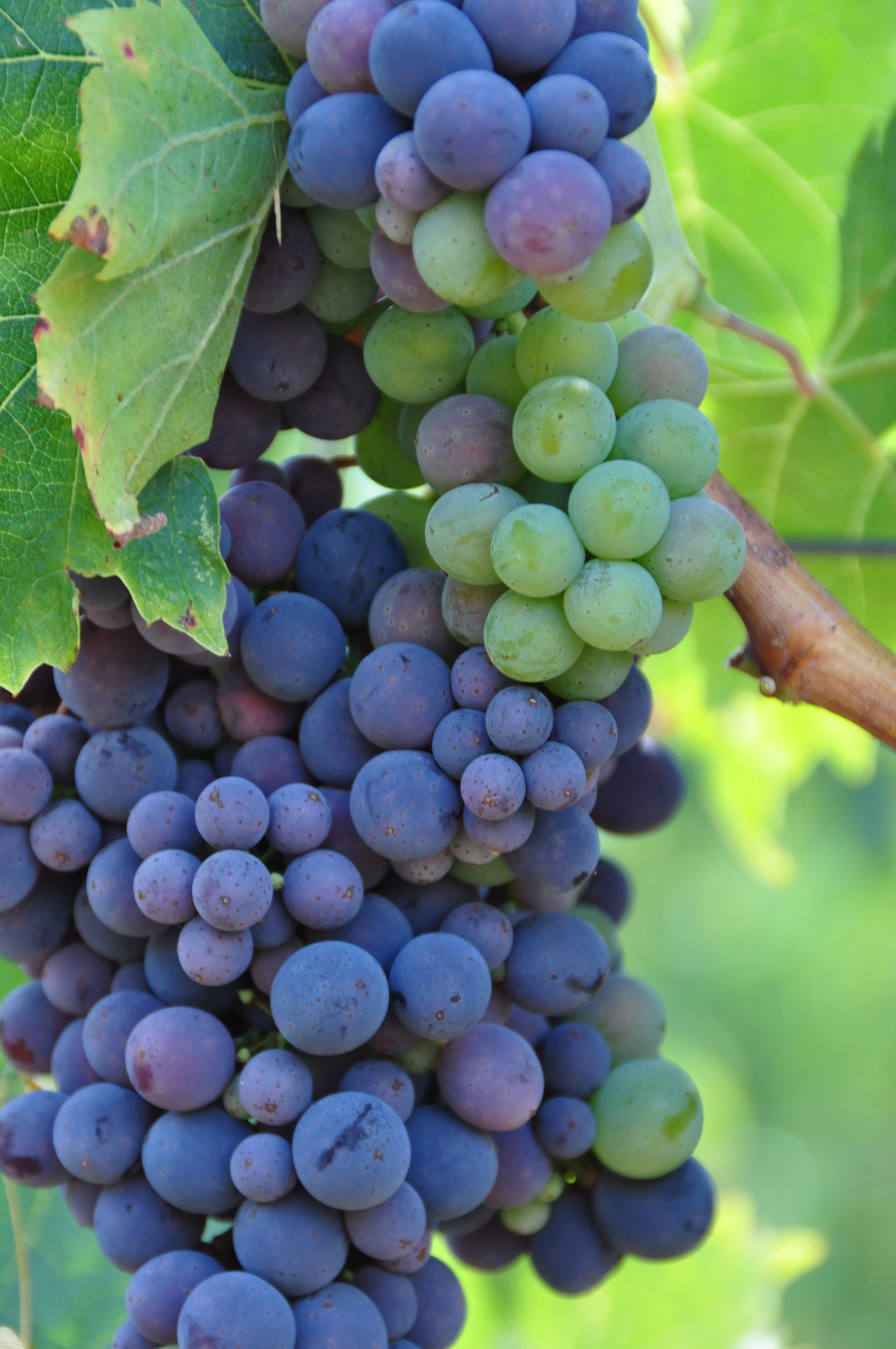 poggio san polo winery chianti classico best  book wineries winery near me olive oil fine wine shop tasting degustazione tuscany 