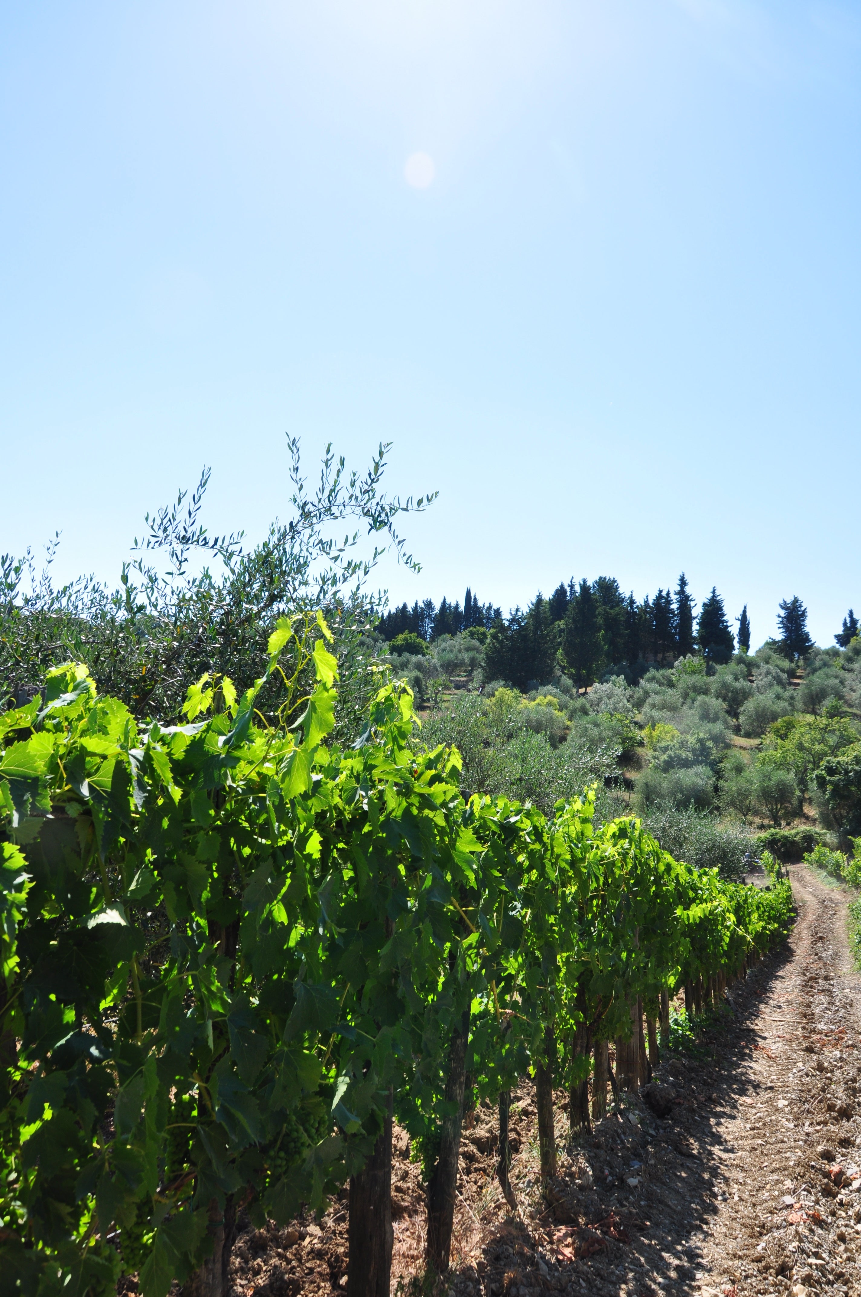 poggio san polo winery chianti classico best  book wineries winery near me olive oil fine wine shop tasting degustazione tuscany 