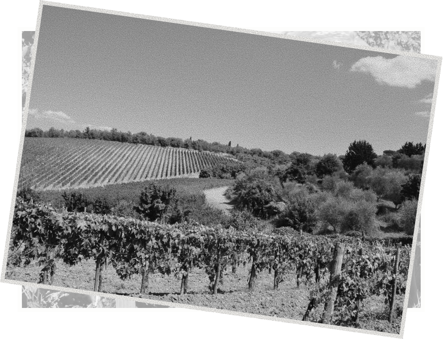 The addition of the Poggio San Polo - Castelnuovo Berardenga Estate, an ongoing revitalization project in both the vineyards and the winery.